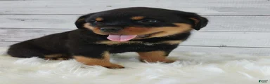 Rico