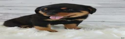 Rottweiler dogs for sale: Rico - Ad 1