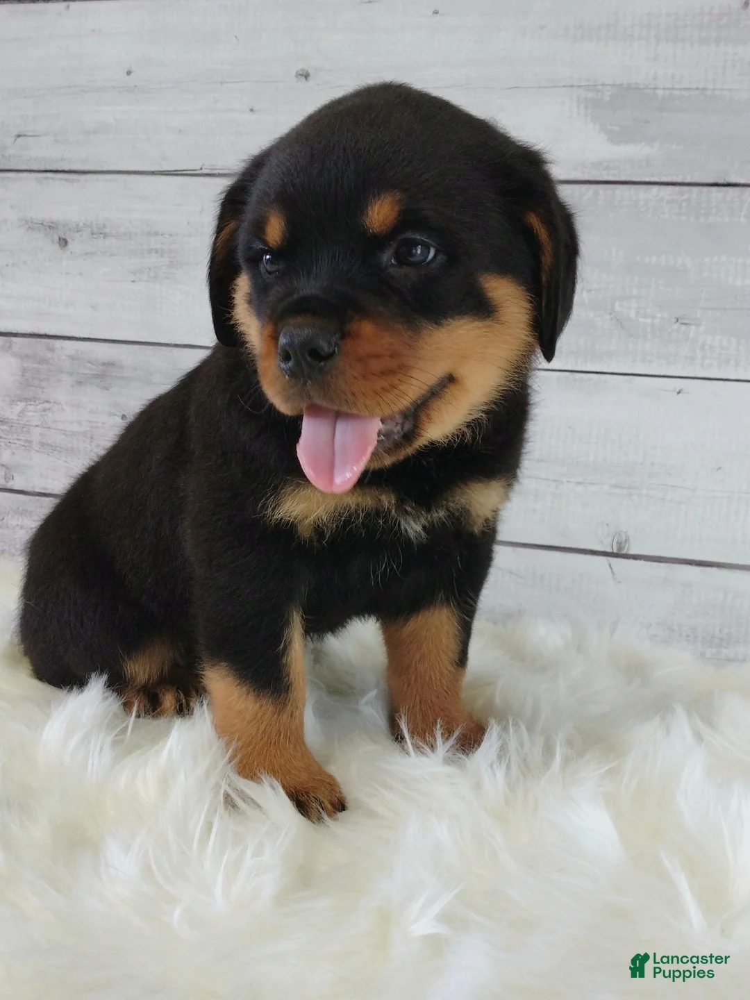 Rottweiler dogs for sale: Rico - Ad 1