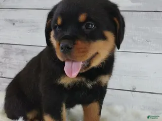 Rottweiler dogs for sale: Rico - Ad 4