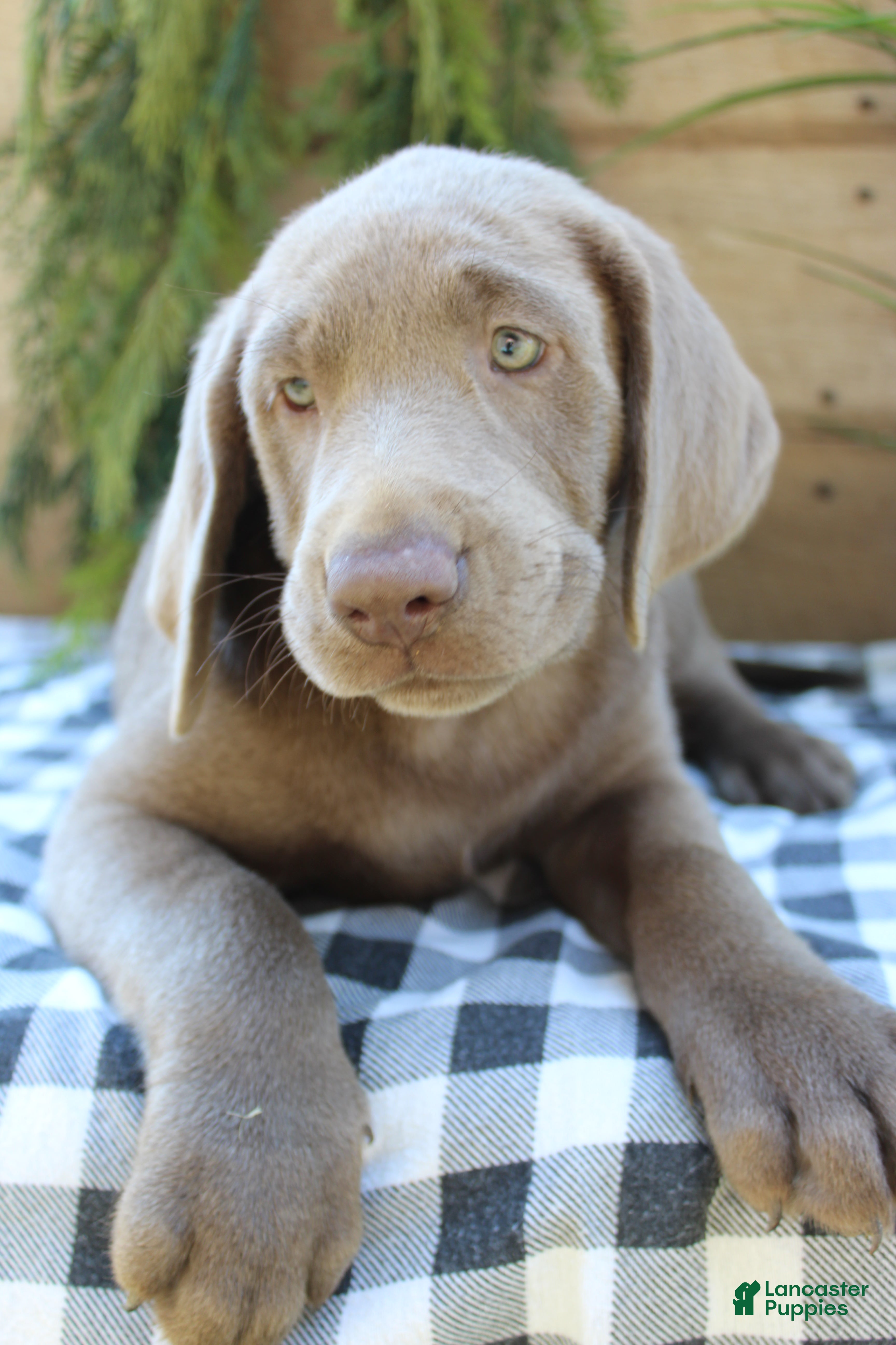 Labrador Retriever dogs Silver Sonny - Ad 2