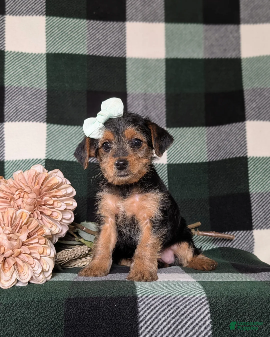 Yorkiepoo dogs for sale: Kalima - Ad 2