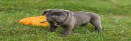 Cane Corso dogs for sale: Max - Ad 2