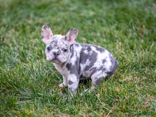 French Bulldog dogs Fifi - Ad 14