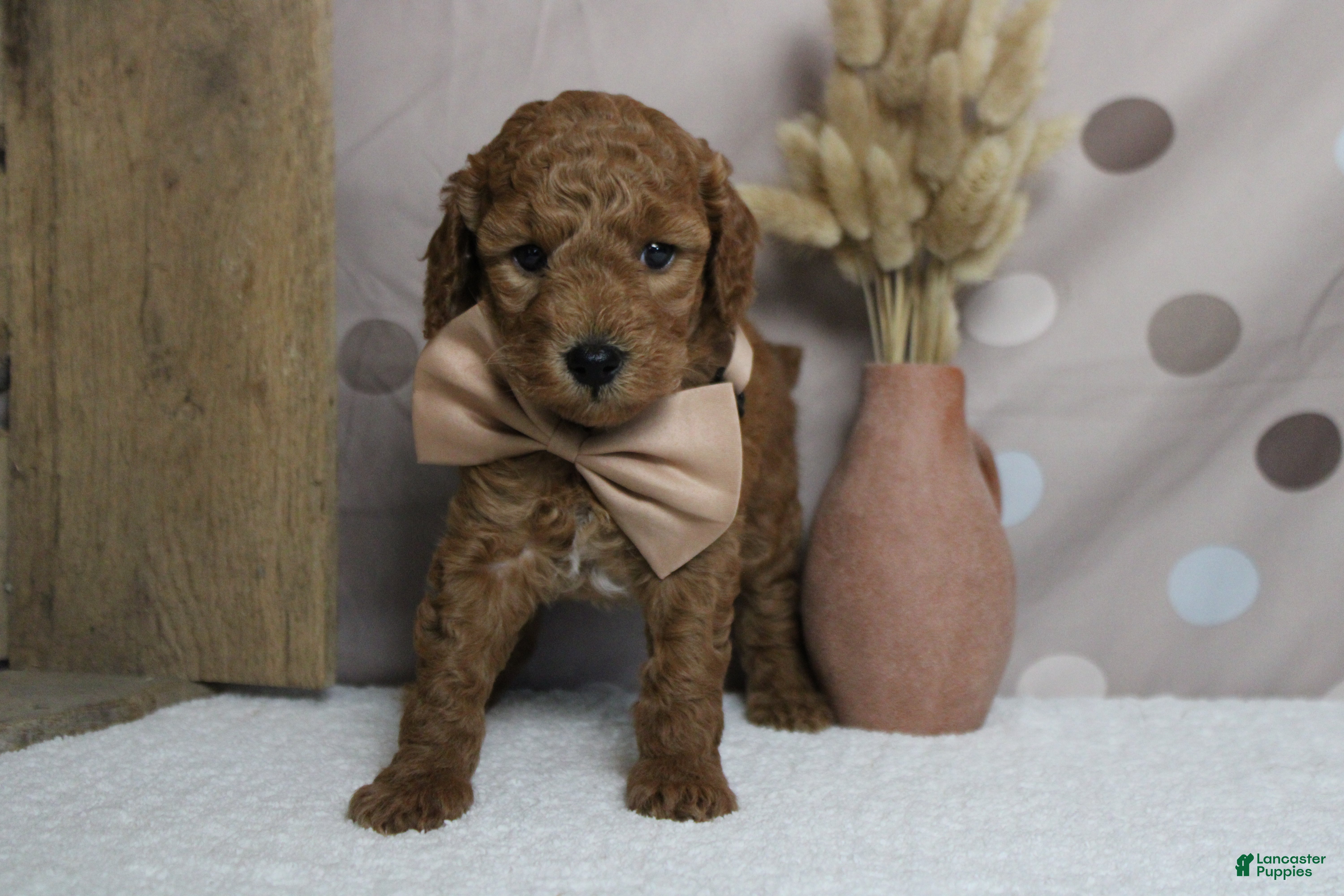Mixed Breed dogs Seville - Ad 7