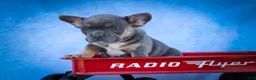 Frenchton dogs for sale: Quest - Ad 14