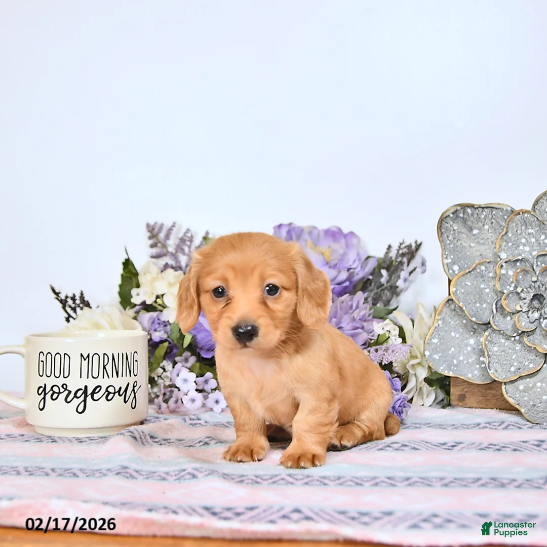 Miniature Dachshund dogs for sale: Cookie - Ad 3
