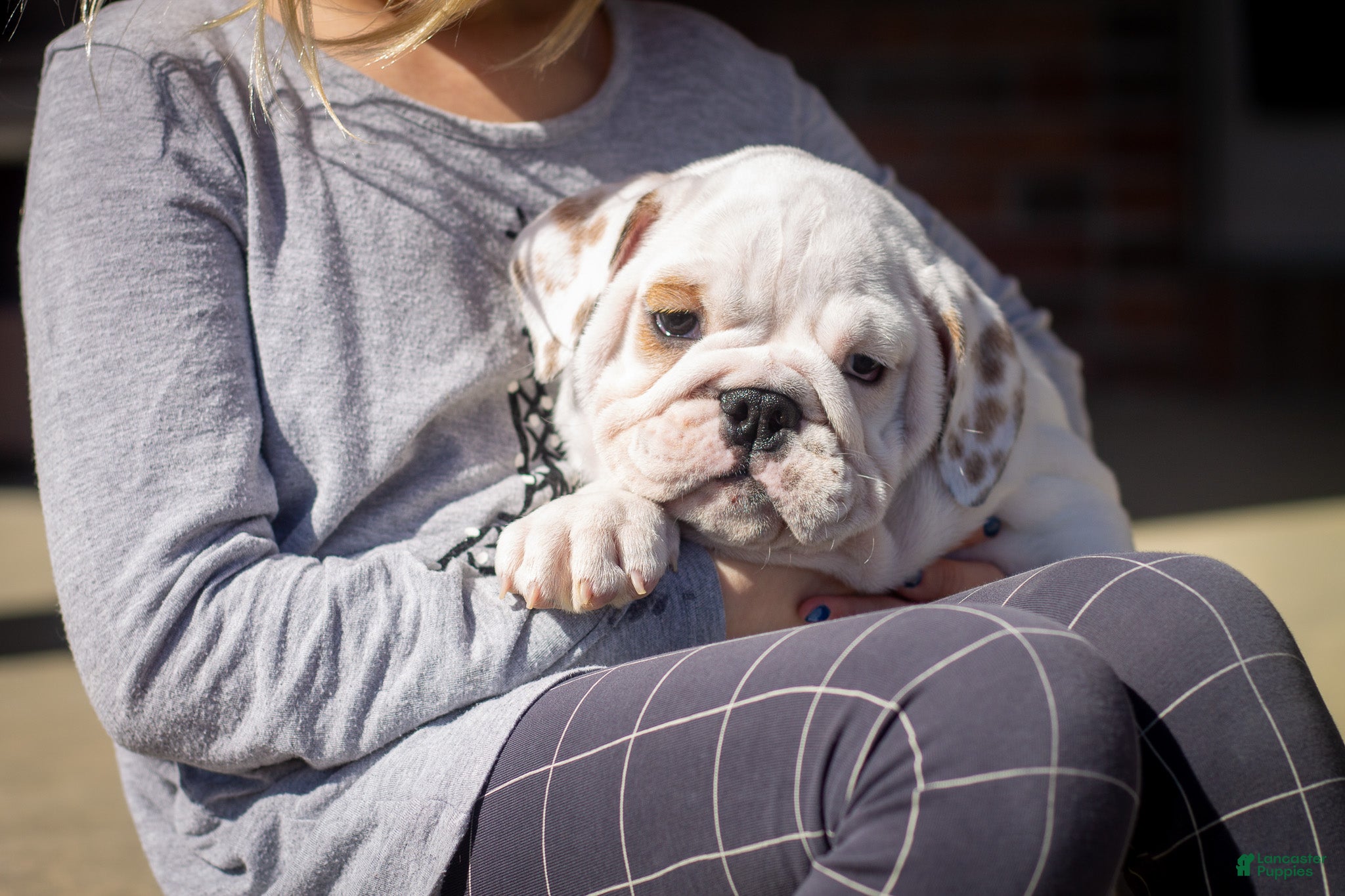 English Bulldog dogs Penelope - Ad 1