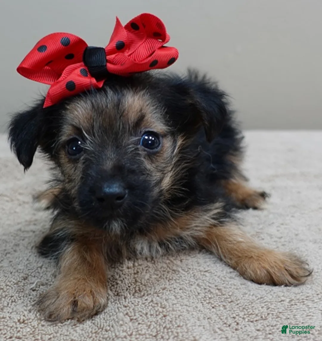Yorkshire Terrier dogs for sale: Bali - Ad 2