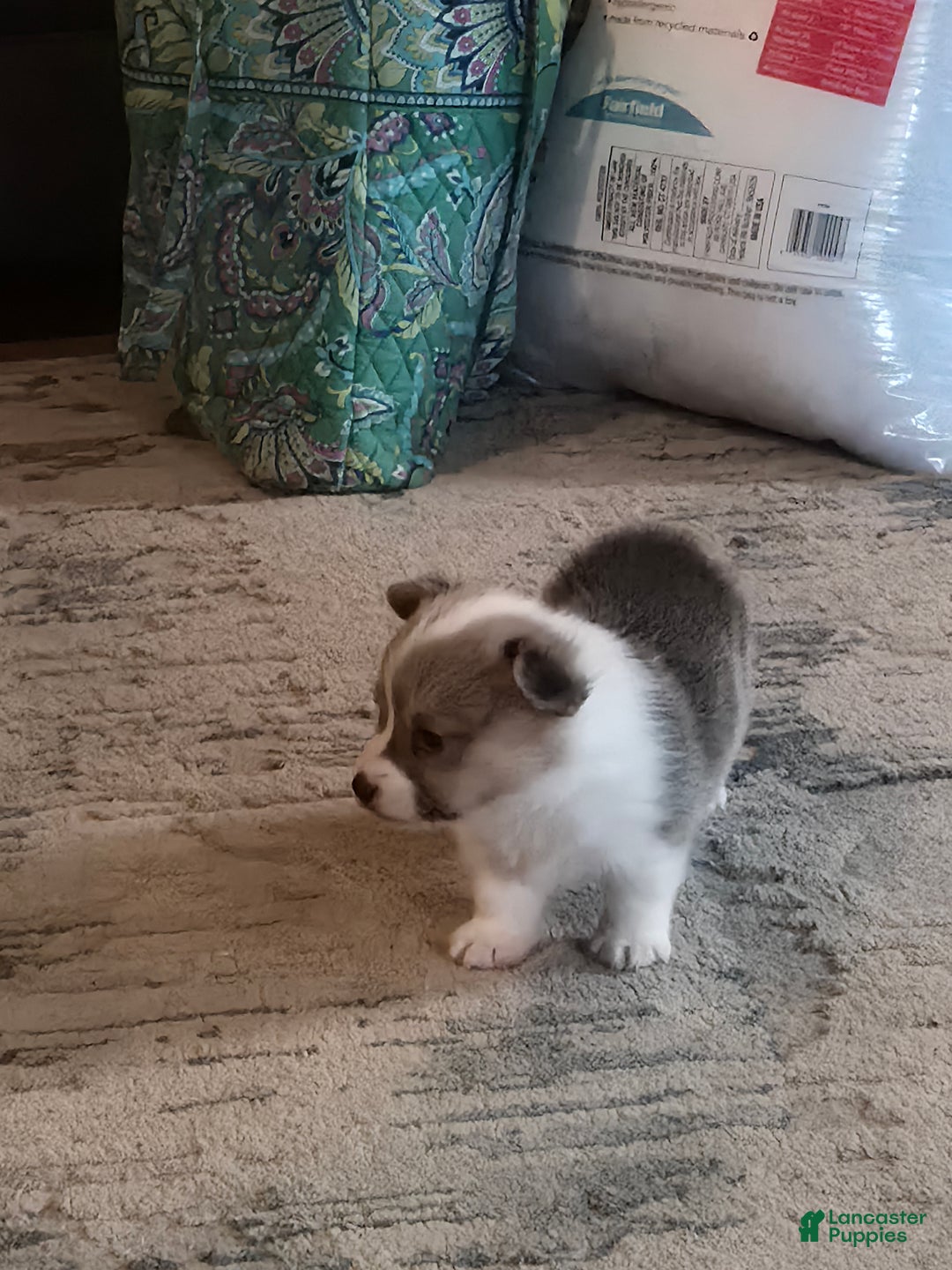 Welsh Corgi Pembroke dogs for sale: Welsh Corgi Pembroke Puppy 1 - Ad 1