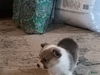 Welsh Corgi Pembroke dogs Welsh Corgi Pembroke Puppy 1 - Ad 7