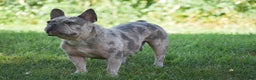 French Bulldog dogs for sale: Ponderosa - Ad 2