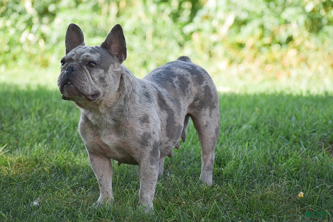 French Bulldog dogs for sale: Ponderosa - Ad 2