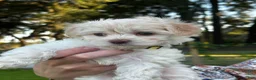 Maltipoo dogs for sale: Betsie - Ad 1