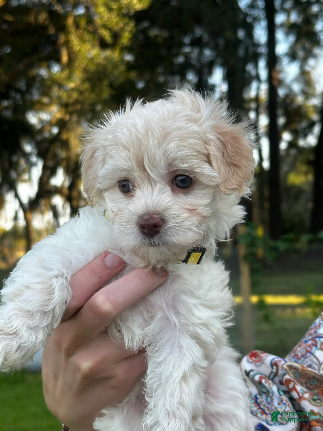 Maltipoo dogs for sale: Betsie - Ad 1