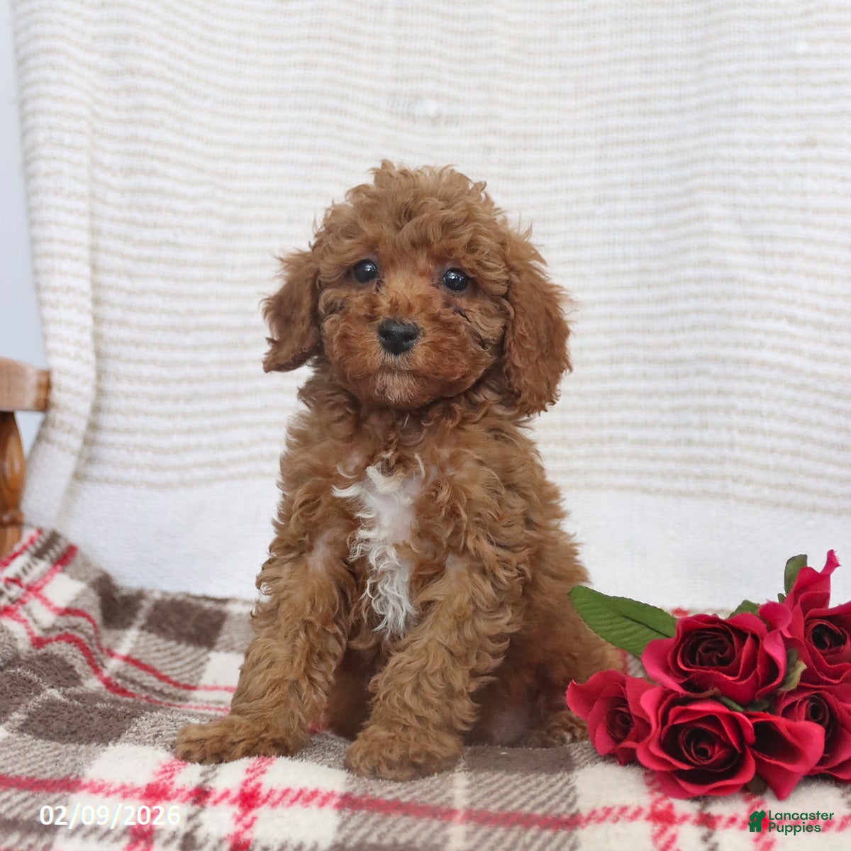 Cockapoo dogs Jerry - Ad 2