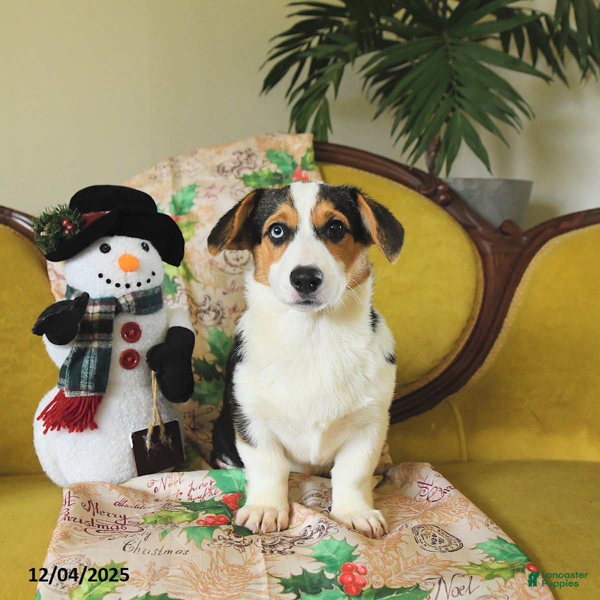 Welsh Corgi Pembroke dogs Natalie - Ad 12