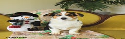 Welsh Corgi Pembroke dogs for sale: Natalie - Ad 1