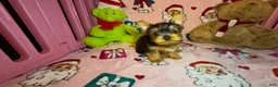 Yorkshire Terrier dogs for sale: Teddie  - Ad 5