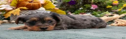 Yorkiepoo dogs for sale: Roxie - Ad 2