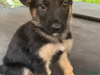 German Shepherd dogs - Ad 30