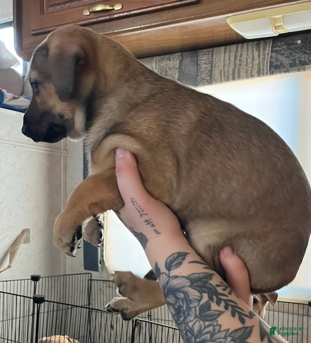 Mixed Breed dogs for sale: Mixed Breed Puppy 5 - Ad 3