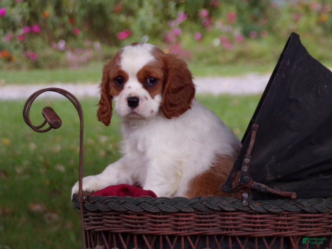 Cavalier King Charles Spaniel dogs for sale: Hugo - Ad 5