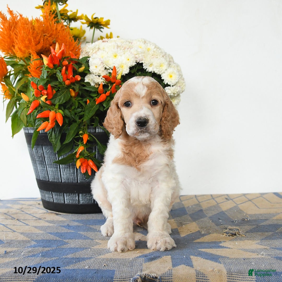 Standard Poodle dogs for sale: Toby - Ad 1