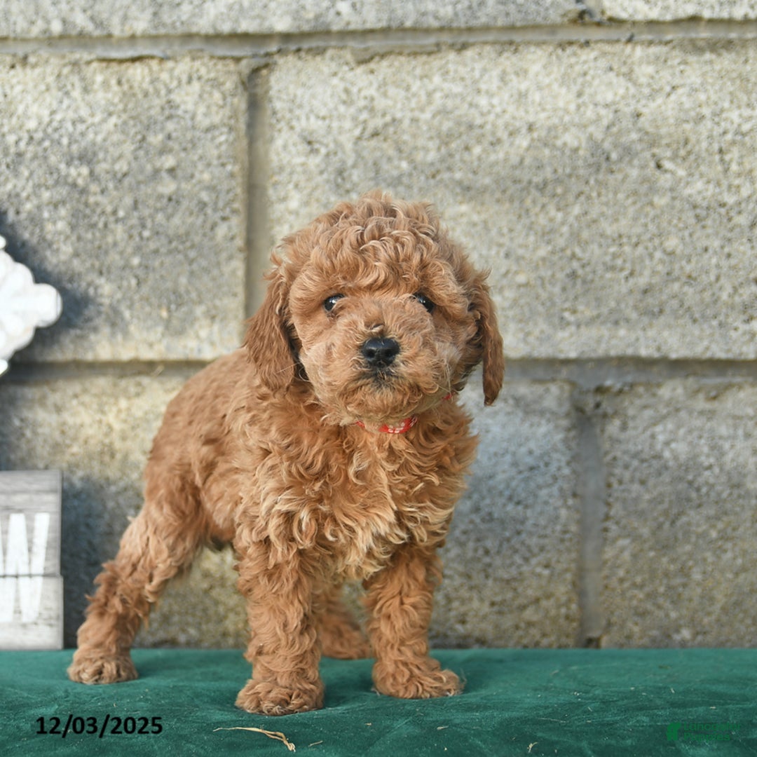 Miniature Poodle dogs for sale: Pepper  - Ad 2