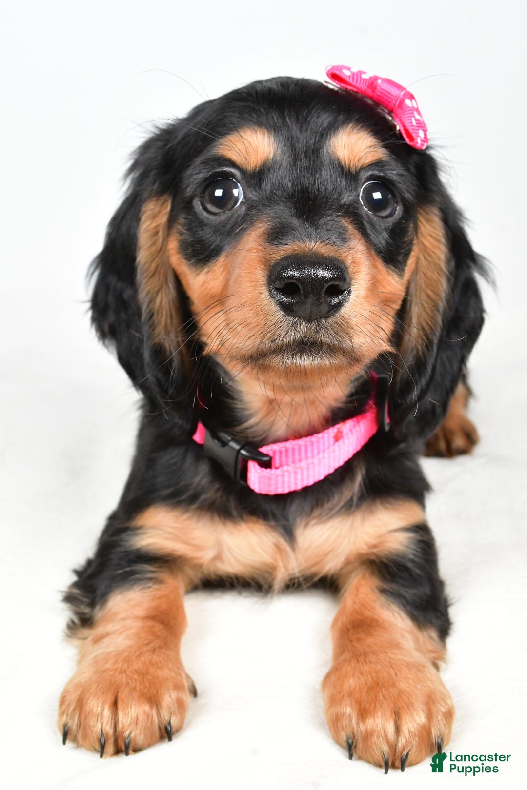 Miniature Dachshund dogs for sale: Kandra - Ad 5