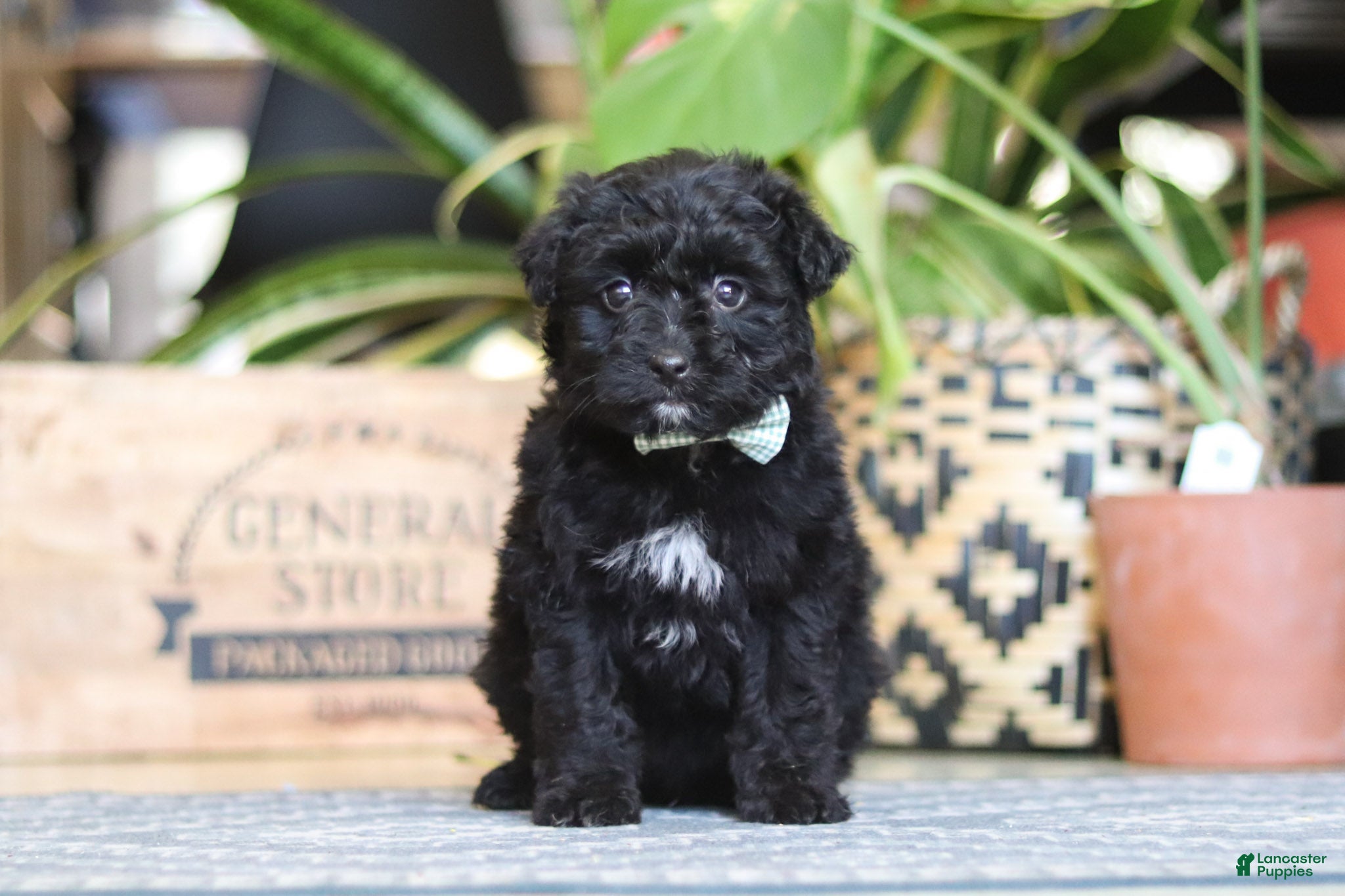 Mixed Breed dogs Shadow - Ad 7