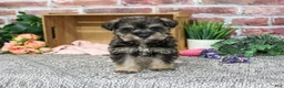 Miniature Schnauzer dogs for sale: Dior - Ad 4