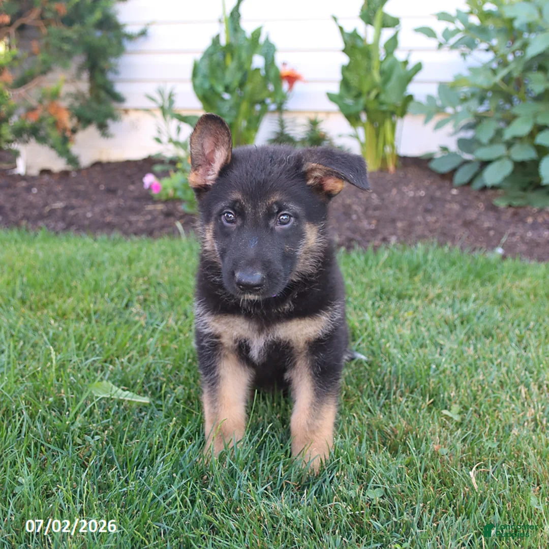 German Shepherd dogs for sale: Shadow - Ad 2