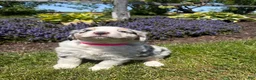 Australian Shepherd dogs for sale: Matilda - Ad 4
