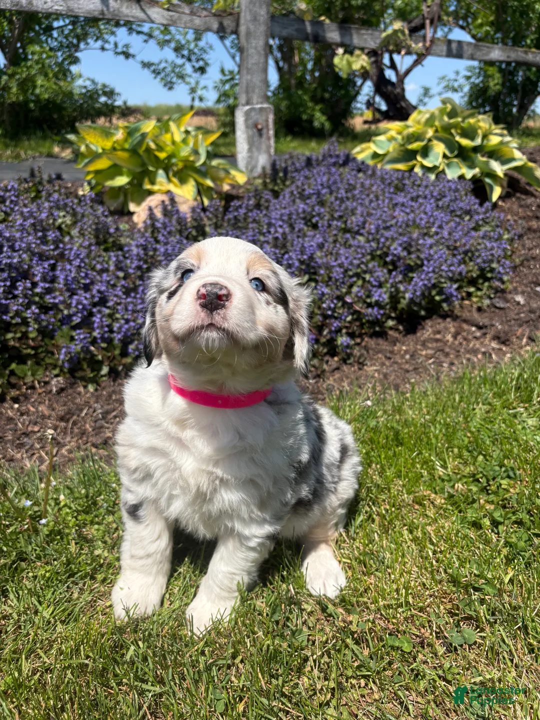 Australian Shepherd dogs for sale: Matilda - Ad 4