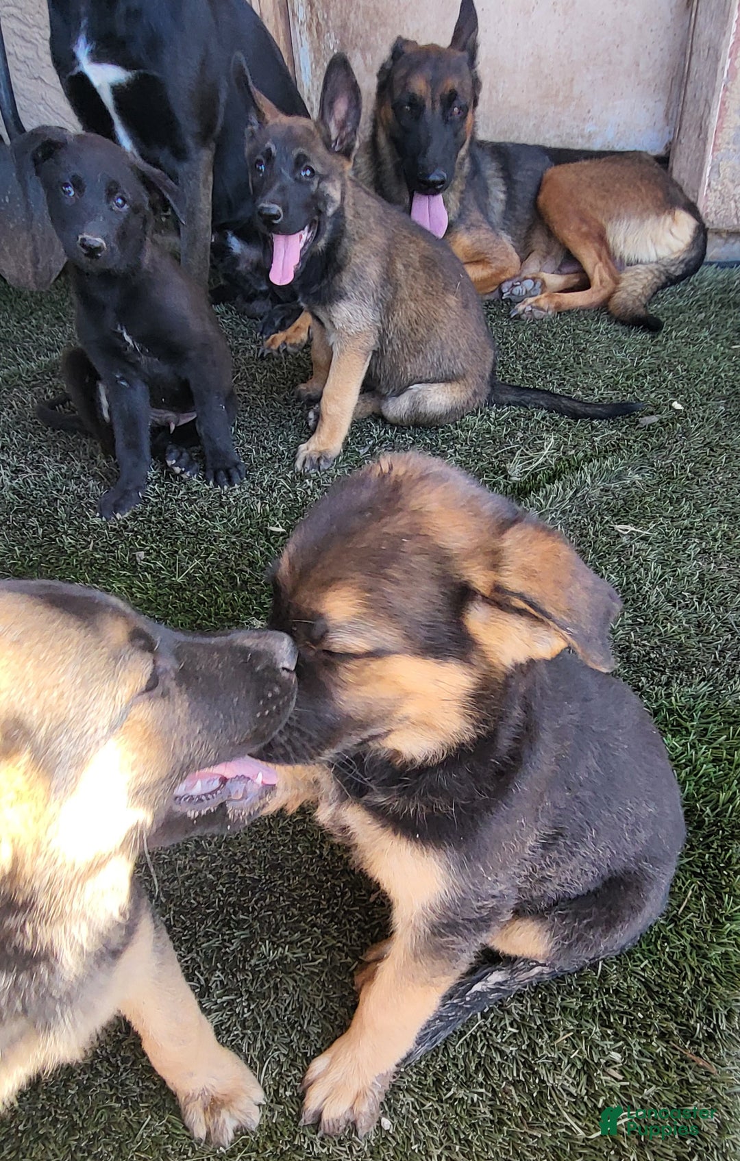 Mixed Breed dogs for sale: Mixed Breed Puppy 1 - Ad 3