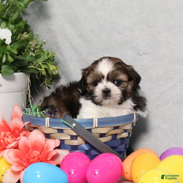 Shih Tzu dogs Jimmy - Ad 2