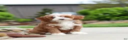 Cavapoo dogs for sale: Peaches - Ad 6