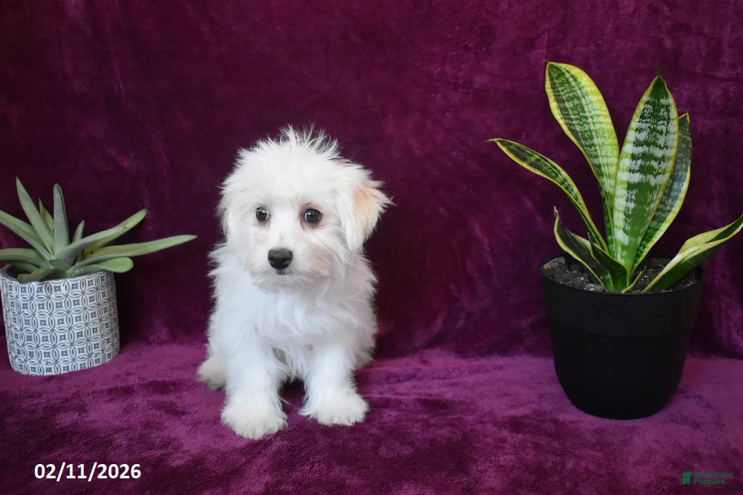 Maltese dogs for sale: Jasper - Ad 5