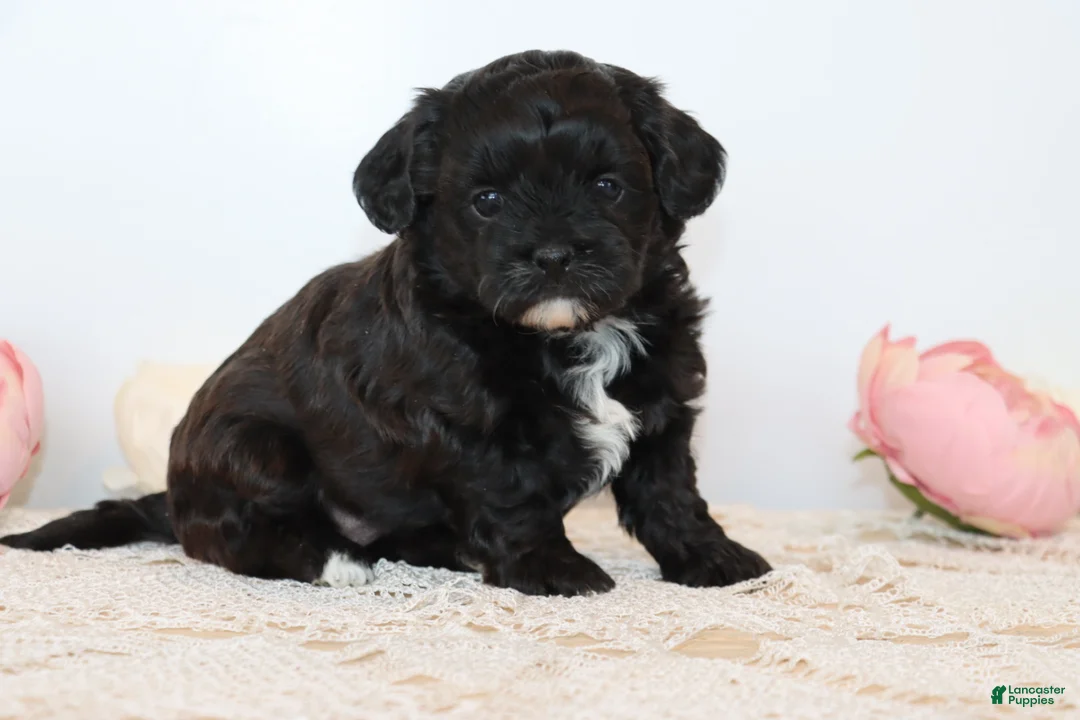 Shihpoo dogs for sale: Carry - Ad 2