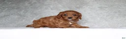 Cavapoo dogs for sale: Daisy  - Ad 3