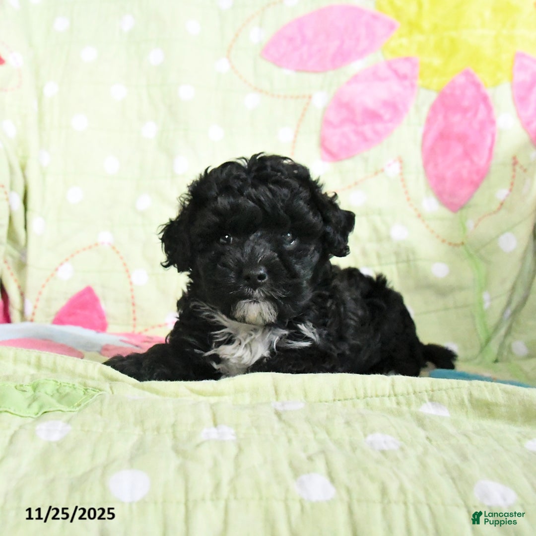 Maltipoo dogs for sale: Herman - Ad 1