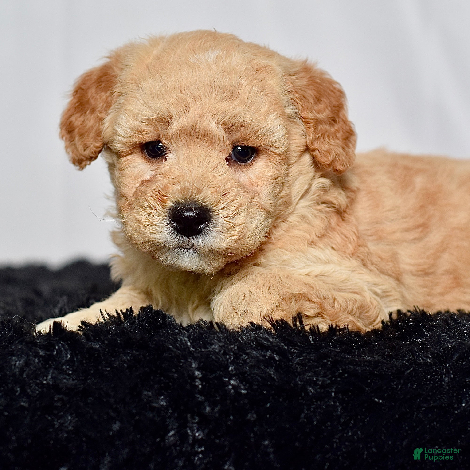 Mini Goldendoodle dogs for sale: Mr. Kane - Ad 6