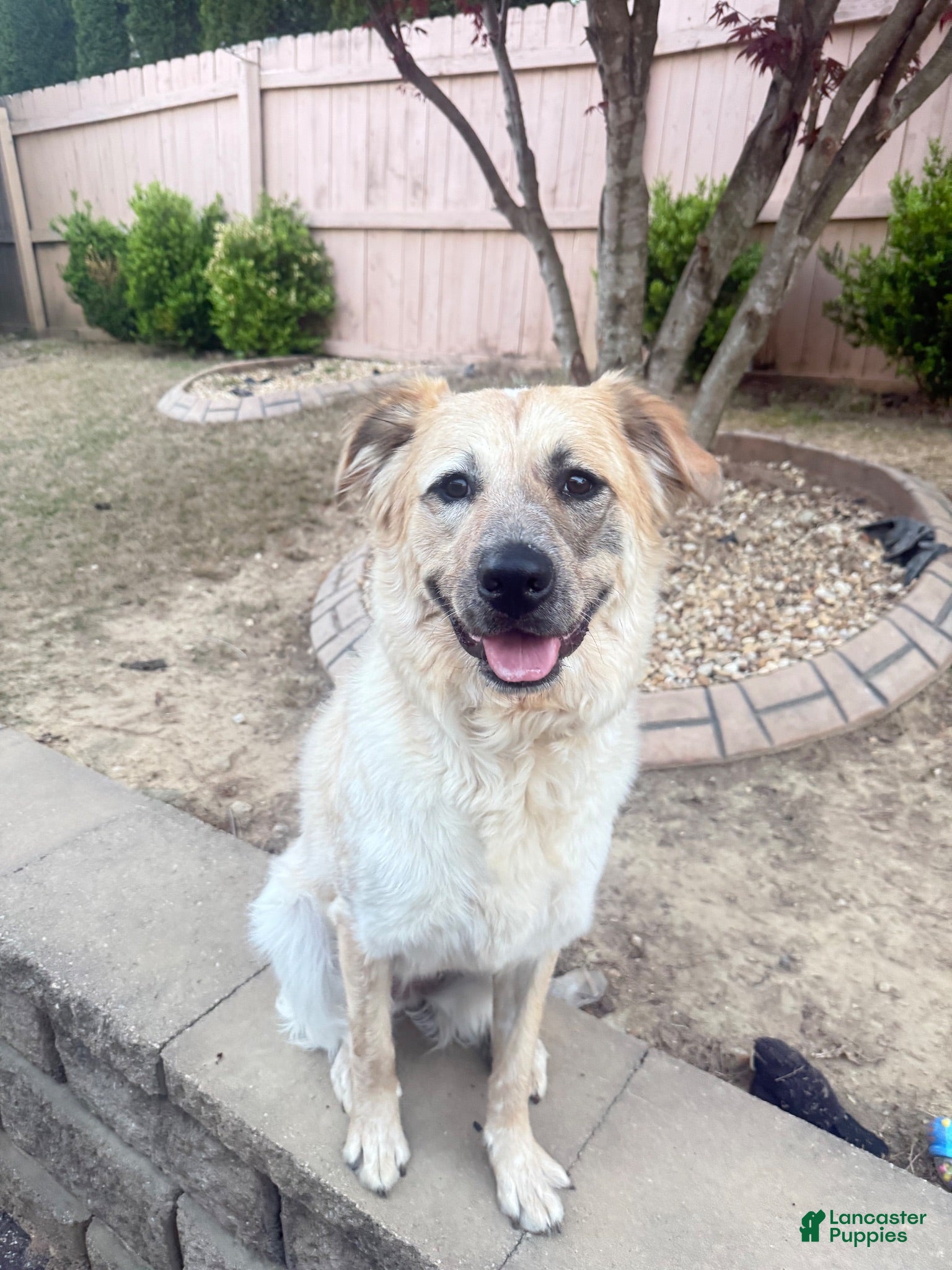 Mixed Breed dogs Mixed Breed 1 - Ad 18