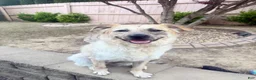 Mixed Breed dogs for sale: Mixed Breed 1 - Ad 1