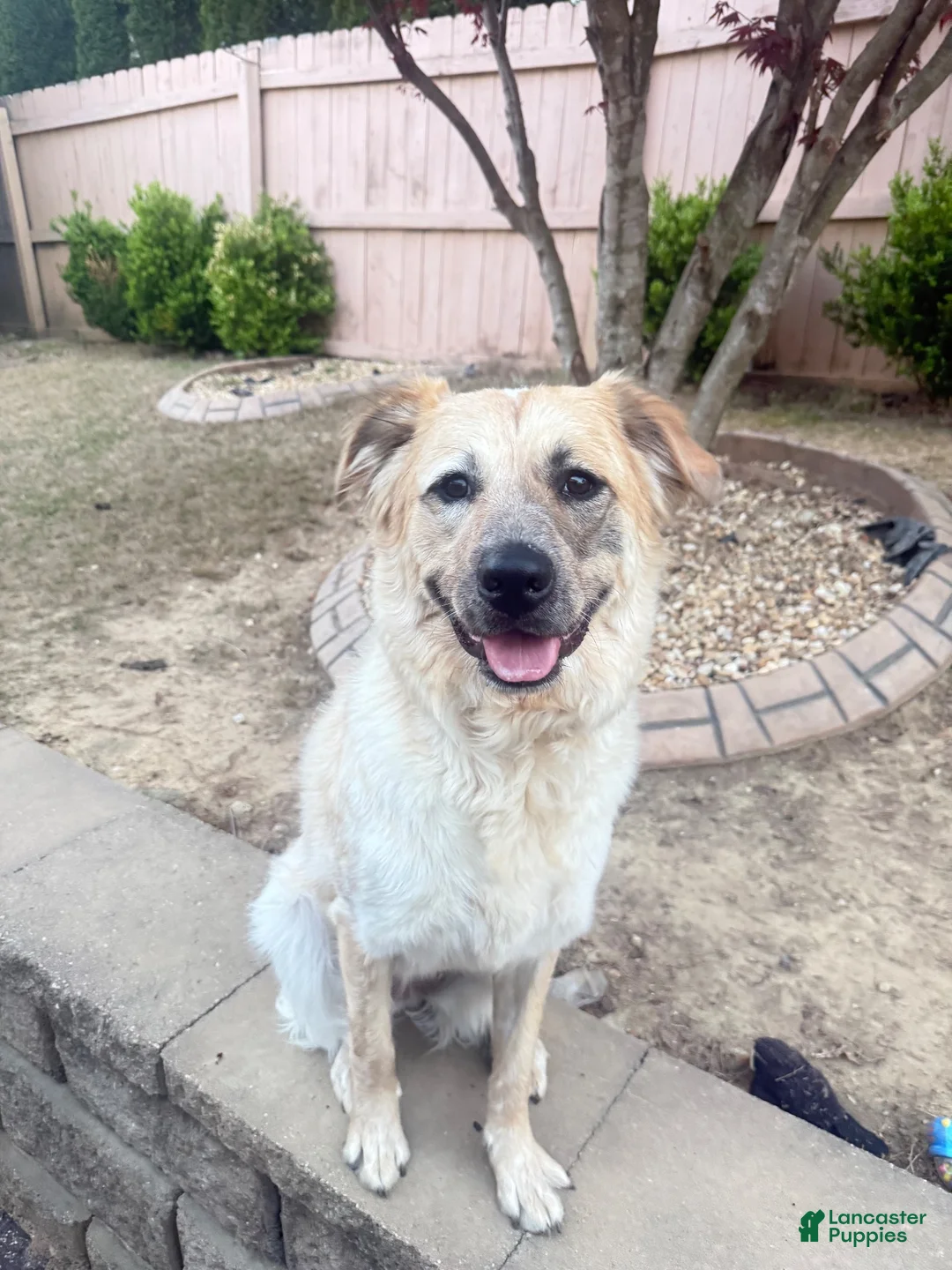 Mixed Breed dogs for sale: Mixed Breed 1 - Ad 1