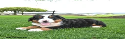 Bernese Mountain Dog dogs for sale: Bear - Ad 3