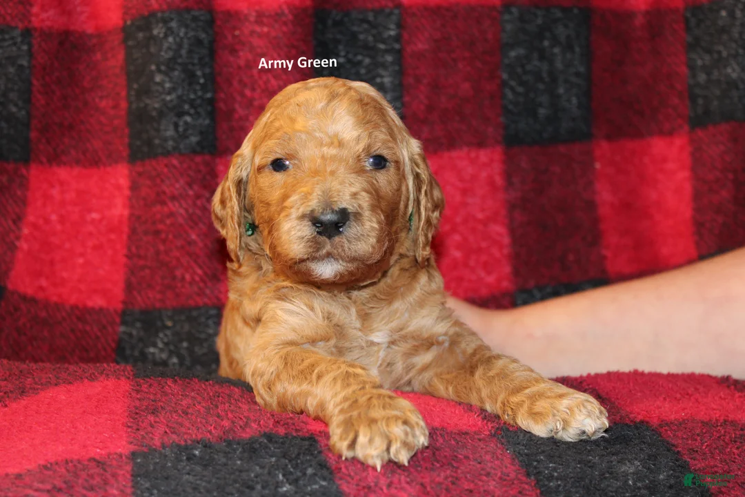 Standard Poodle dogs for sale: Standard Poodle Puppy 2 - Ad 1