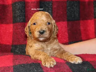 Standard Poodle dogs Standard Poodle Puppy 2 - Ad 38