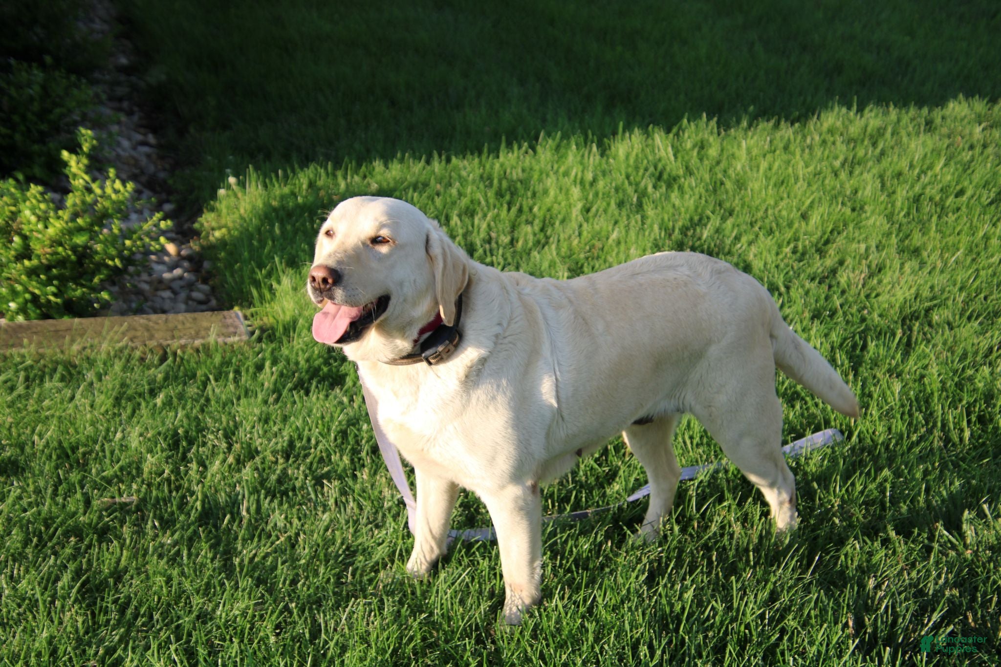 Labrador Retriever dogs Labrador Retriever 1 - Ad 34